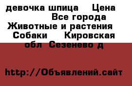 девочка шпица  › Цена ­ 40 000 - Все города Животные и растения » Собаки   . Кировская обл.,Сезенево д.